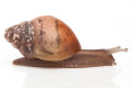 Lissachatina fulica hamillei rodatzi Madagascar juvenil